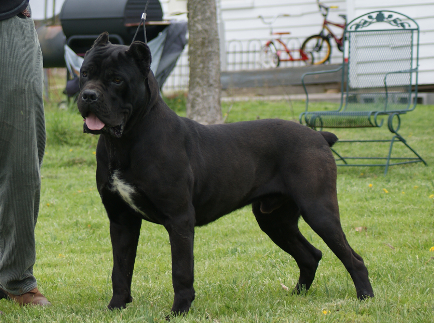 StoneCroft Cane Corso Italian Mastiffs Located in Virginia